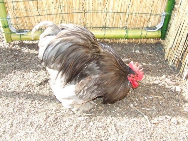 les poules de chez tibetaine Dscf7513