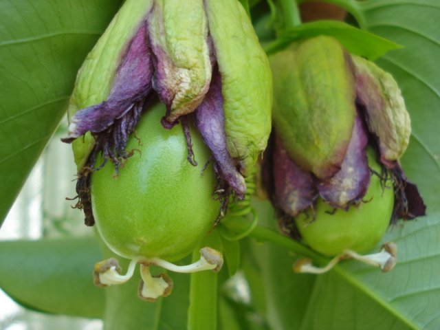 Fleurs de passiflora alata qui tombent sans donner de fruits Quadra11