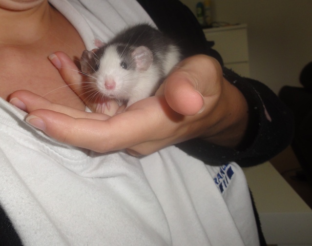 superbe bébés rats a adopter dans l'Oise à senlis Husky_11
