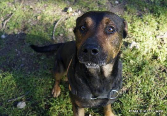 Marcus mâle croisé beauceron né en 2015 44768511