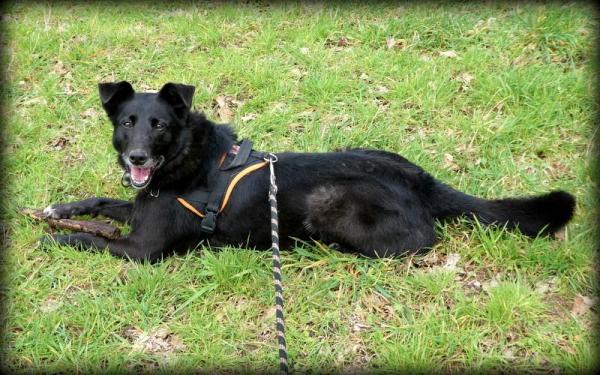 Irka, femelle croisée beauceronne/border collie née le 18/09/2013 46206810