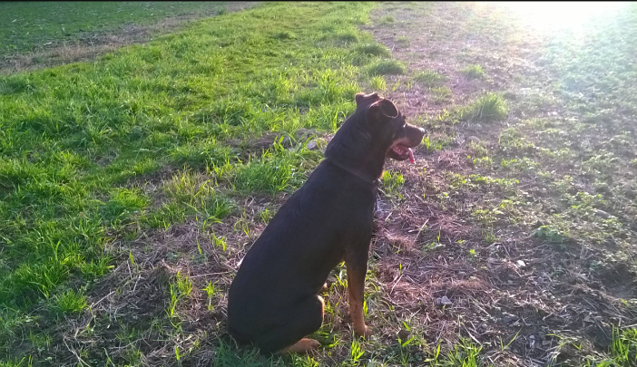 Bianca, femelle croisée beauceronne née en 2013 Captur12