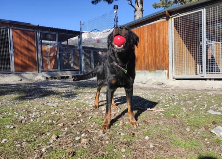 Igor, mâle LOF né en 2013 (décès de leur maitresse) Captur31