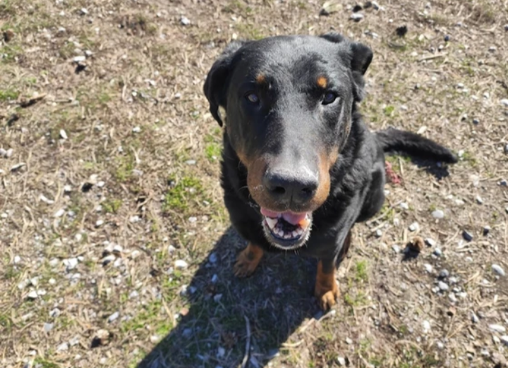 Igor, mâle LOF né en 2013 (décès de leur maitresse) Captur32