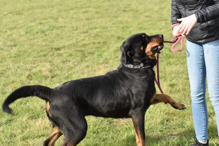 Lixah femelle croisée beauceron née en 2014 (dpt 14) Fb_img58