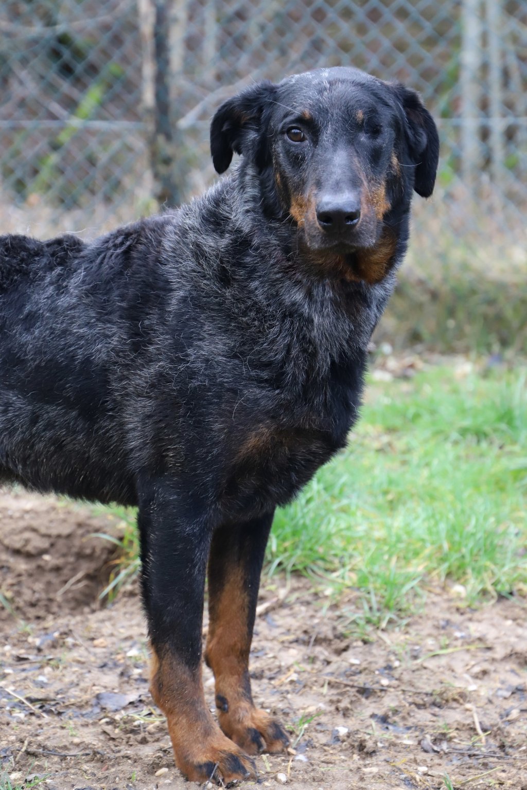 Lord of war du berceau de B family BEAUCERON ARLEQUIN LOF NE EN 2015 provient de cet élévage usine : des marais de courmont Img_6112