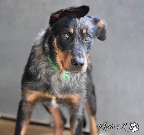 Nina femelle beauceron née  en mai 2017 aveugle.... double merle hélas.... Nina3a10