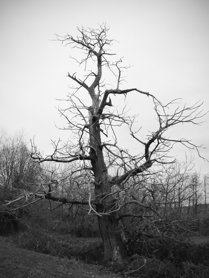 L'arbre mort P1020518