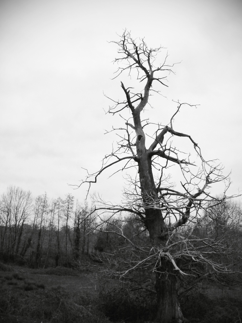 L'arbre mort P1020526
