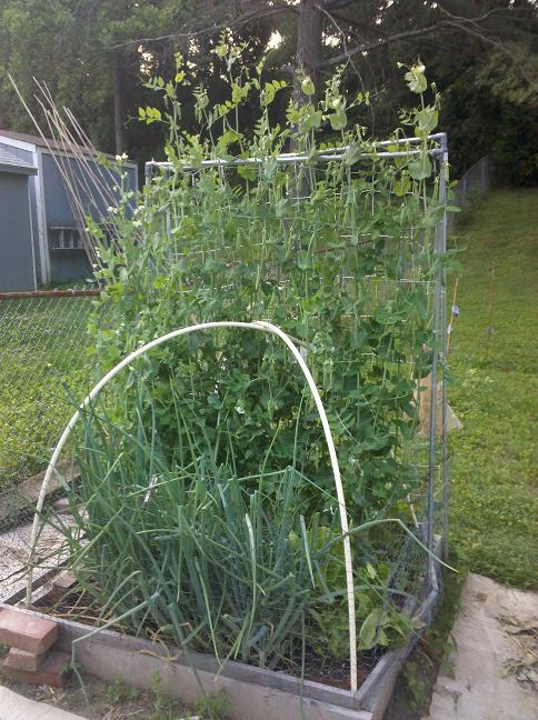 Mid-Atlantic:  June 2012 - What's Up? Peas12