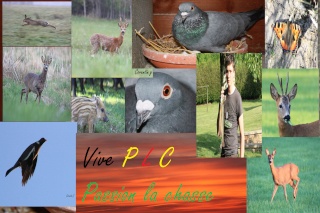 chasse du pigeon ramier. - Page 39 Img_4715