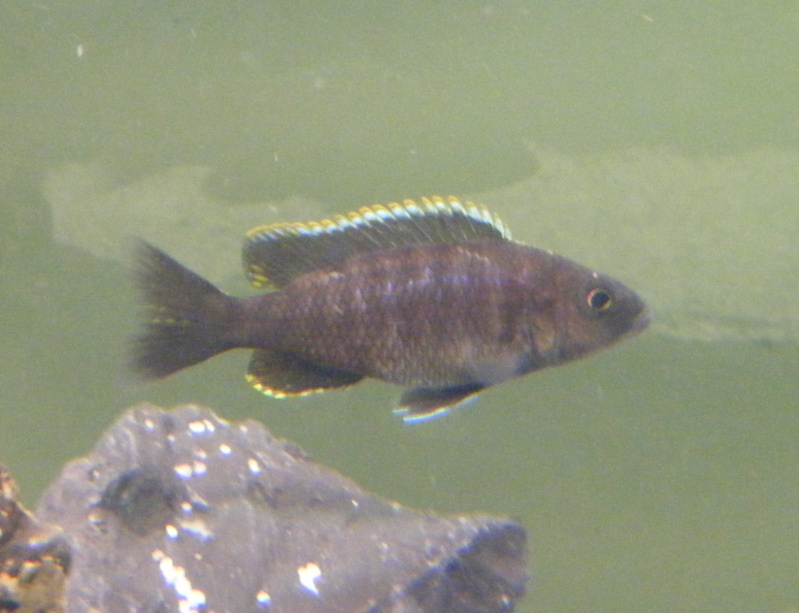 Sciaenochromis fryeri Dscf3518