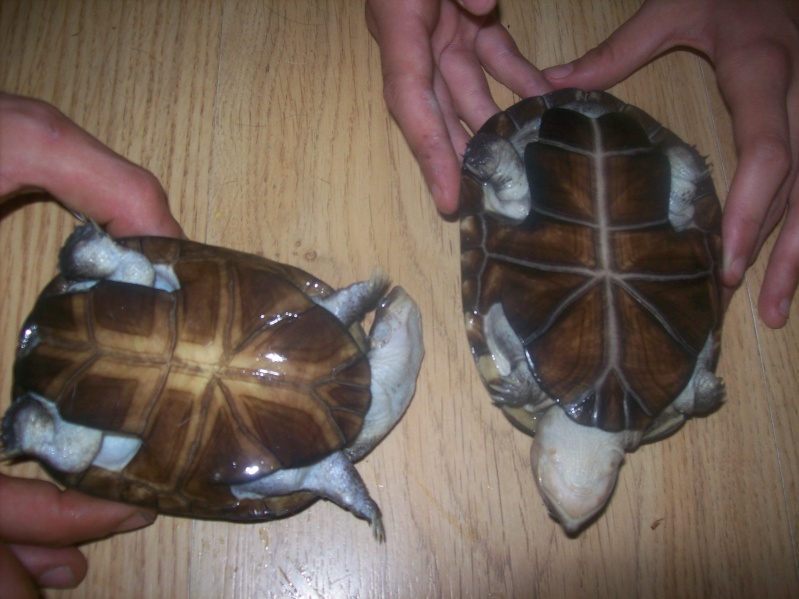 identification tortue aquatique  104_0918