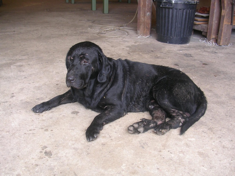 Trouvé chien  labrador noir à Ducos 33833710