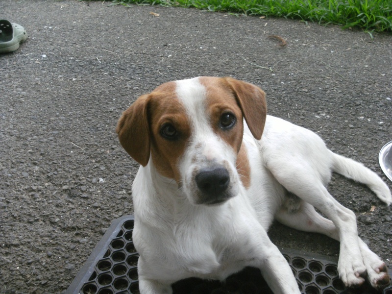 Trouvé jeune chien baie des citrons 01/01/12 blanc avec grosses tâches marron 41237210