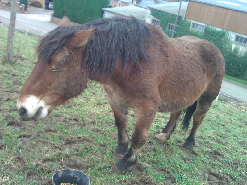 JACINTHE Superbe jument trait type ardennais 9 ans  ! ADOPTEE PAR ANNE LISE  Wp_00077