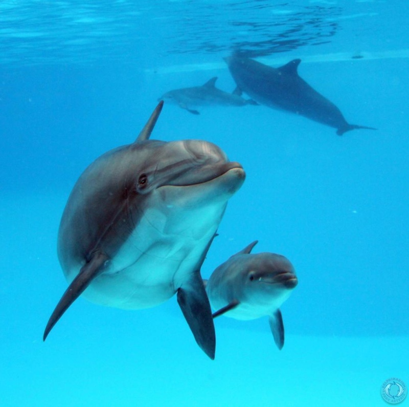 Nouvelles naissances parmi les dauphins :) avec un nouveau sit spcialement ddi ! Beauty10
