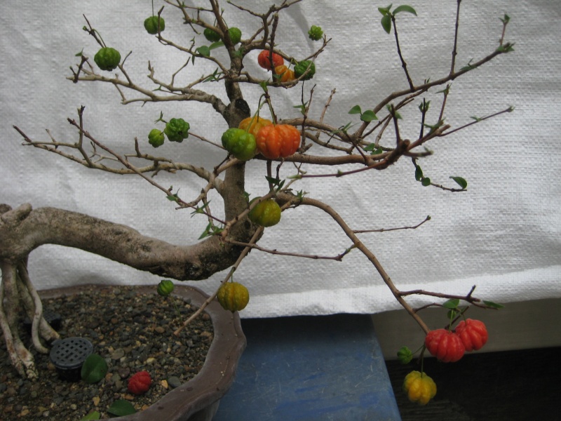Just want to share... my pitanga (eugenia uniflora/Brazilian cherry) Img_4514
