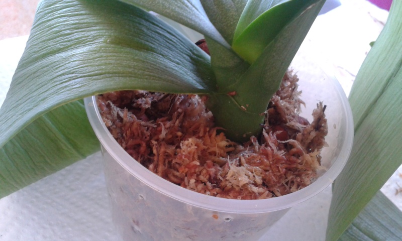 Mon nouveau phalaenopsis - Page 3 20120514