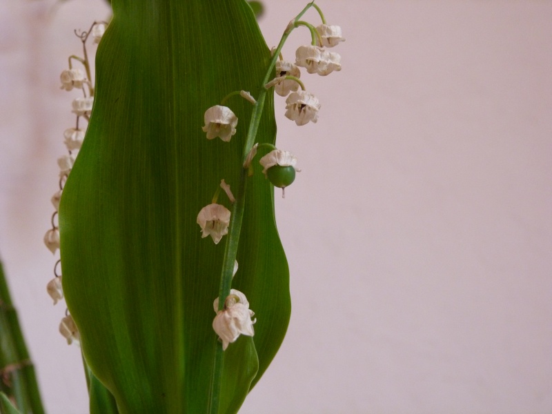 Faire refleurir du muguet P1030410