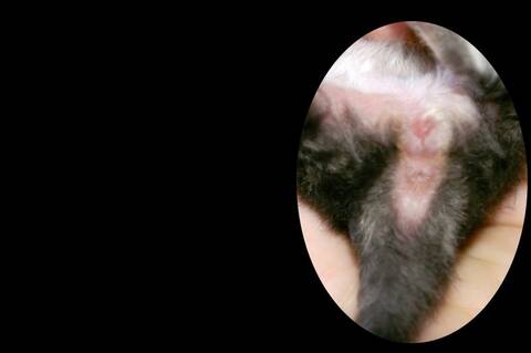 Sexe Du Chaton Male Ou Femelle Page 5