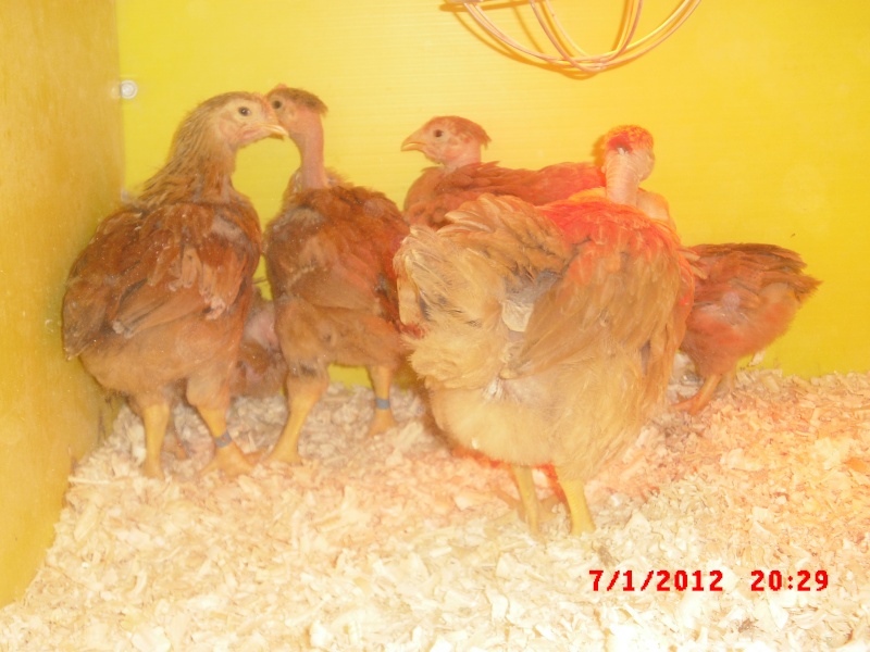 mes poussin cou nu Cimg0822