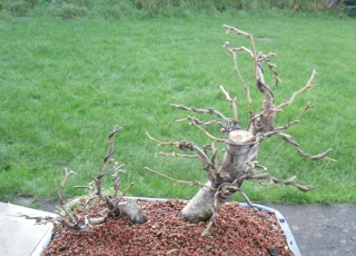 some pre bonsai shohin Hazel_10