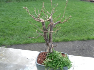 some pre bonsai shohin Hazel_12
