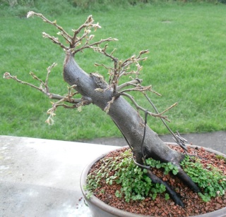 some pre bonsai shohin Hornbe10