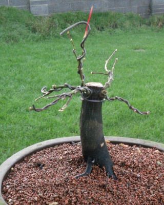 some pre bonsai shohin Maple_10