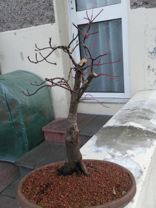 some pre bonsai shohin Maple_11