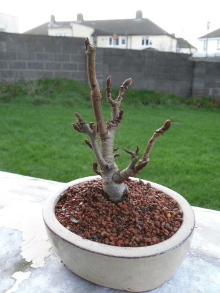 some pre bonsai shohin Sorbus10