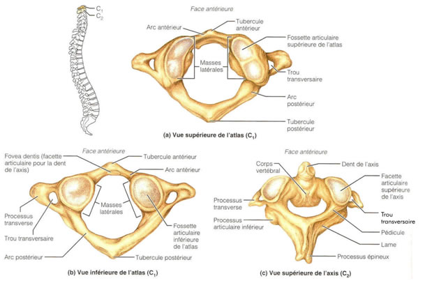 Saviez-vous que la première vertèbre cervicale, l’ATLAS, est déplacée (sub-luxée)  Schema10