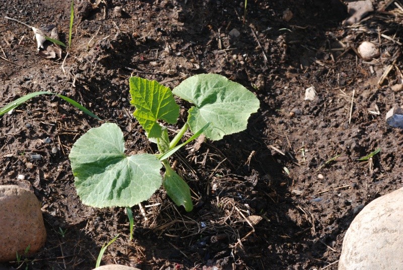 Canada: June whats growing on in Canada Dsc_0274