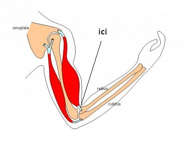 Douleur entre bras et avant bras : tendinite ?