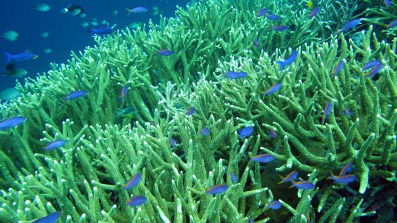 Appel inédit des océanographes sur la disparition des coraux 67452310