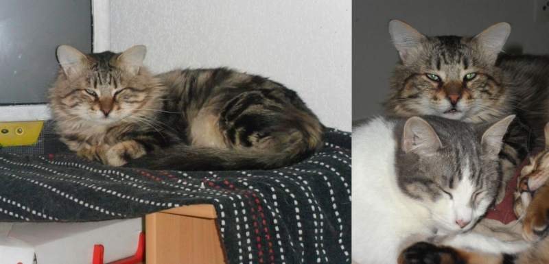 Marley (ex-Chatti), chat tigré poils mi-longs de 3 ans rescapé du Sauvetage de Montpellier (31) Sam_a11