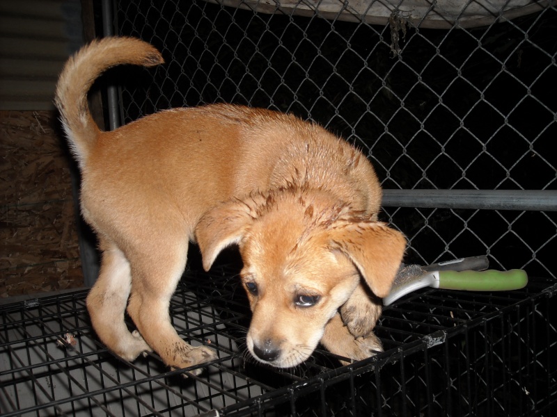 Need help identifying breed- new puppy in kennel Newdog11