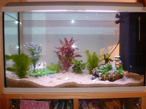 Filtre avec ou sans charbon actif?, sur le forum de discussions FishFish  Aquarium et Aquariophilie