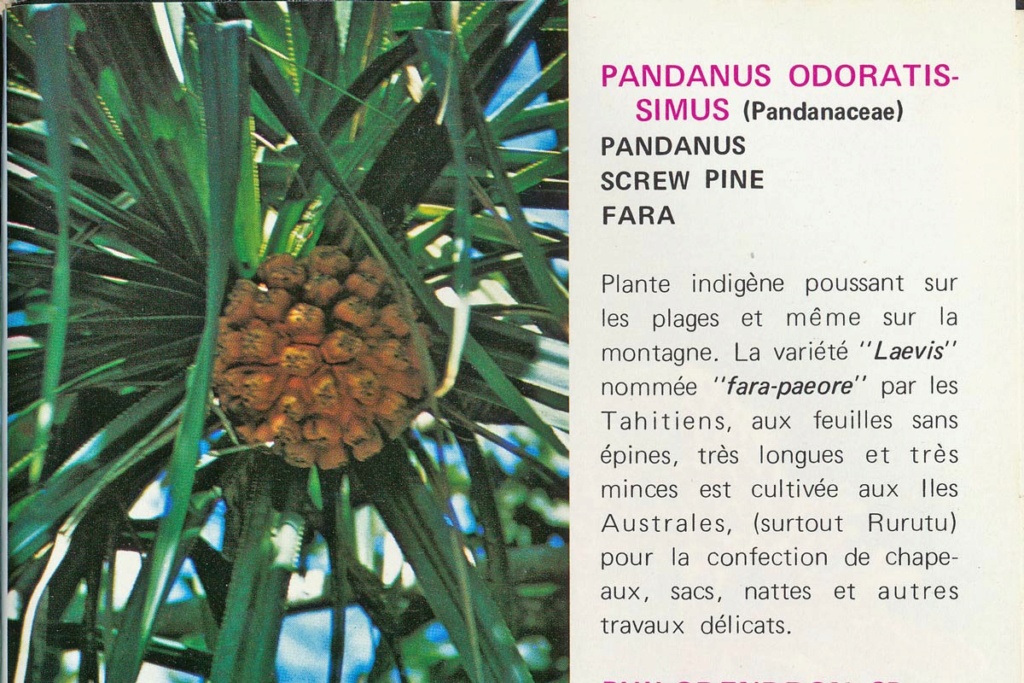 il n y avait pas que le front de mer - [Tahiti] Il n'y avait pas que le front de mer à Tahiti - Page 14 Pandan11