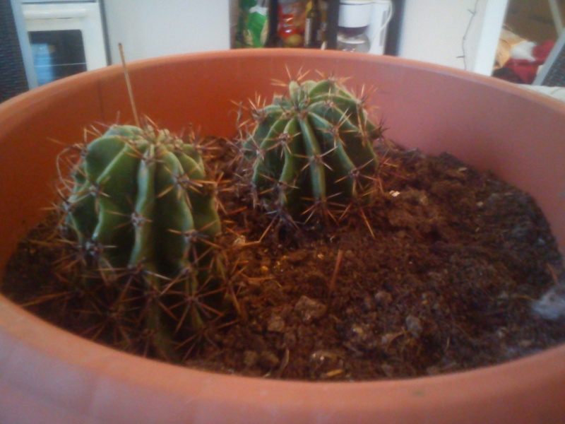 Comment bouturer cet sorte de Cactus ? Dsc00113