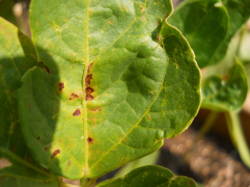 'Rust' on Bean leaves 03110