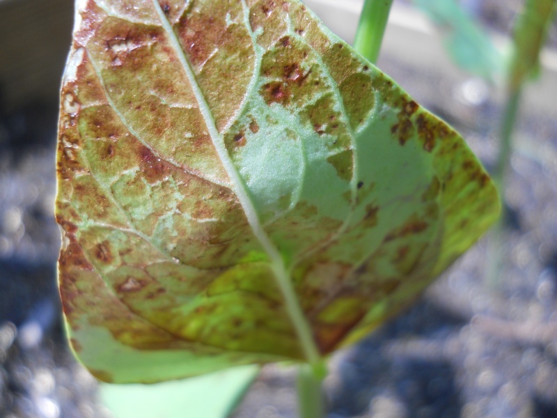 'Rust' on Bean leaves 03510