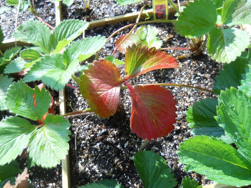 Red Leaves on Strawberry Plants 05810