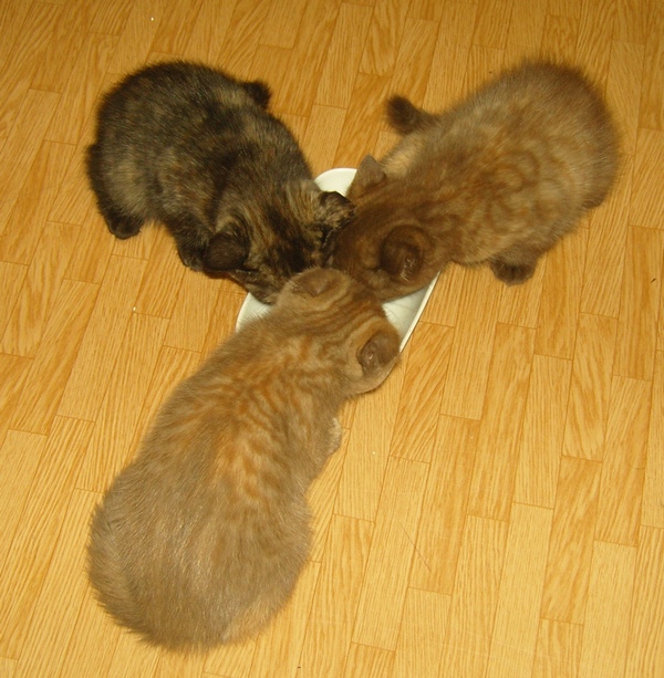 Продаются котята породы Скоттиш- страйт (шотландские короткошерстные) редкие окрасы  110