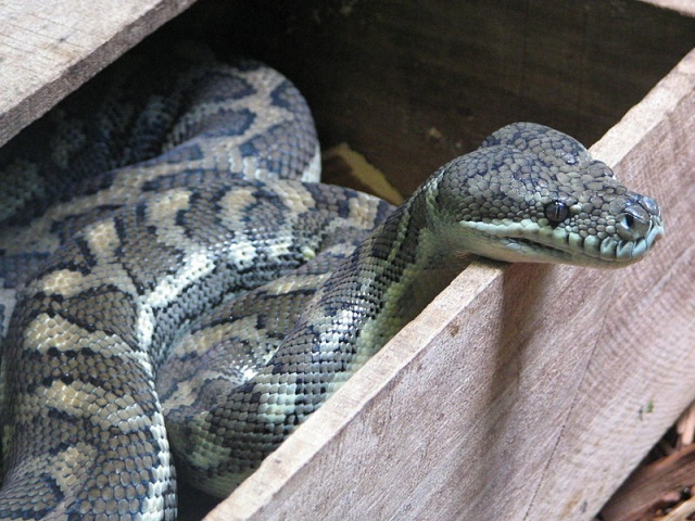 Morelia spilota MacDowelli ( Python tapis ) 800px-10