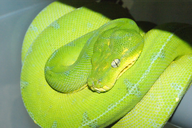 Morelia Viridis ( Python vert ) Dsc08710