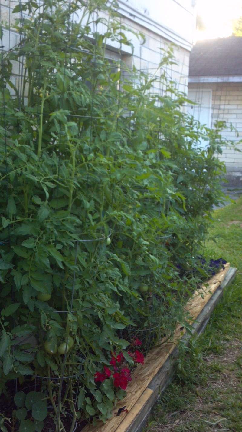 Tomatoes are setting 2012-014