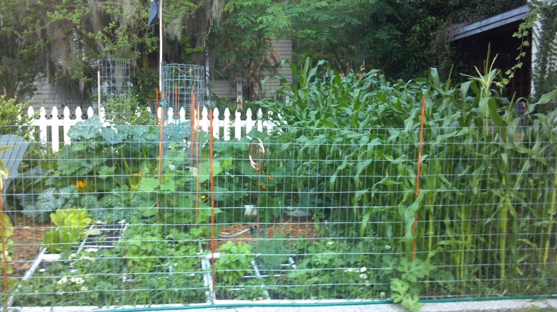 Tomatoes are setting 2012-015