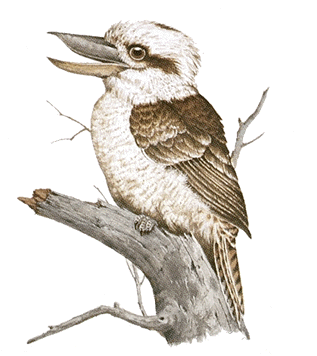 [Australie] - Le Kookaburra : cet oiseau est un martin-chasseur géant Kookab11